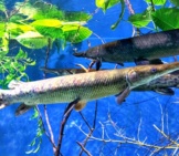 Alligator Gars In Clear Waters Photo By: Tuomo Lindfors Https://Creativecommons.org/Licenses/By-Nc-Sa/2.0/ 