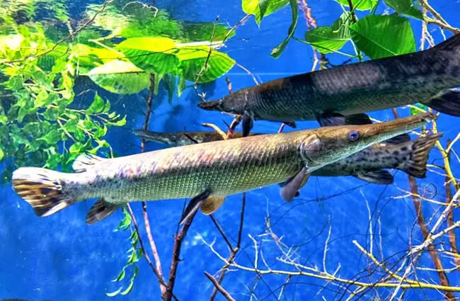 Alligator Gars in clear waters Photo by: Tuomo Lindfors https://creativecommons.org/licenses/by-nc-sa/2.0/ 