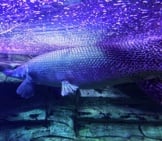 Large Alligator Gar In An Aquarium Photo By: Vhines200 Https://Creativecommons.org/Licenses/By-Nc-Sa/2.0/ 