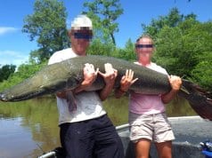 Alligator Gar found in modern times in the Ochlockonee River, FloridaPhoto by: Florida Fish and Wildlifehttps://creativecommons.org/licenses/by-nc-sa/2.0/