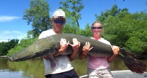 Alligator Gar found in modern times in the Ochlockonee River, FloridaPhoto by: Florida Fish and Wildlifehttps://creativecommons.org/licenses/by-nc-sa/2.0/