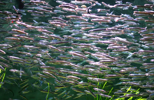 A school of Anchovies at an Oregon aquarium Photo by: Erik Sorenson https://creativecommons.org/licenses/by/2.0/ 