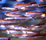 Anchovies At The Monterey Bay Aquarium, Californiaphoto By: Kenneth Luhttps://Creativecommons.org/Licenses/By/2.0/