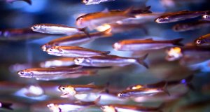 Anchovies at the Monterey Bay Aquarium, CaliforniaPhoto by: Kenneth Luhttps://creativecommons.org/licenses/by/2.0/