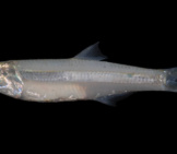 Closeup Of A Striped Anchovy Photo By: Smithsonian Environmental Research Center Https://Creativecommons.org/Licenses/By/2.0/ 
