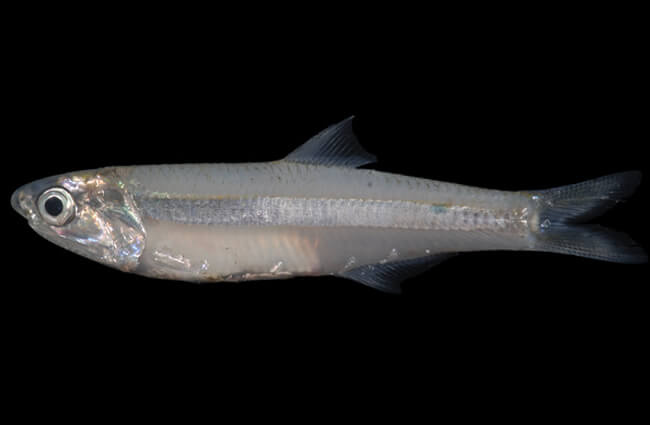 Closeup of a Striped Anchovy Photo by: Smithsonian Environmental Research Center https://creativecommons.org/licenses/by/2.0/ 