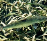 Bonefish In Belize Photo By: Anoldent Https://Creativecommons.org/Licenses/By-Sa/2.0/ 