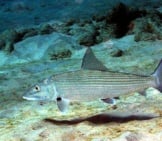 Closeup Of A Bonefish In The Wildphoto By: Kevin Bryanthttps://Creativecommons.org/Licenses/By-Sa/2.0/