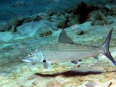 Closeup of a Bonefish in the wildPhoto by: Kevin Bryanthttps://creativecommons.org/licenses/by-sa/2.0/