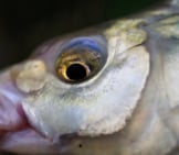 Closeup Of The Head Of A Bream Photo By: Mary Shattock Https://Creativecommons.org/Licenses/By/2.0/ 