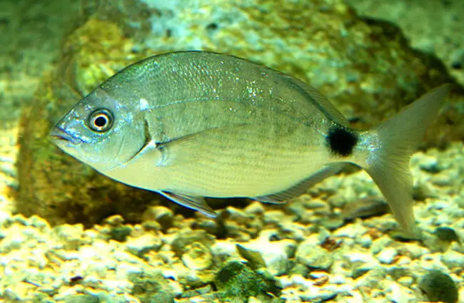 Bermuda Bream Photo by: Brian Gratwicke https://creativecommons.org/licenses/by/2.0/ 