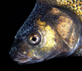 Head Of A Common Bream, Or Freshwater Bream Photo By: H. Krisp Cc By 3.0 Https://Creativecommons.org/Licenses/By/3.0 