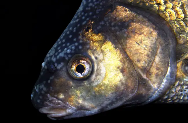 Head of a Common Bream, or Freshwater Bream Photo by: H. Krisp CC BY 3.0 https://creativecommons.org/licenses/by/3.0 