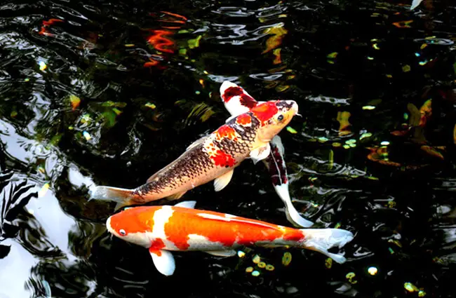 A pair of Japanese Carp Photo by: Florence D. https://pixabay.com/photos/water-fish-japan-carp-animal-1912606/ 