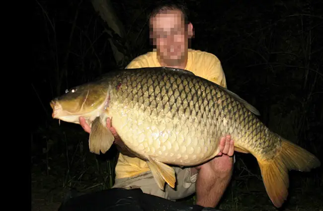 What a catch! This is a Common Carp. 