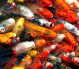 Koi, Or Domesticated Common Carp Photo By: Bernard Spragg. Nz Https://Creativecommons.org/Licenses/By/2.0/ 