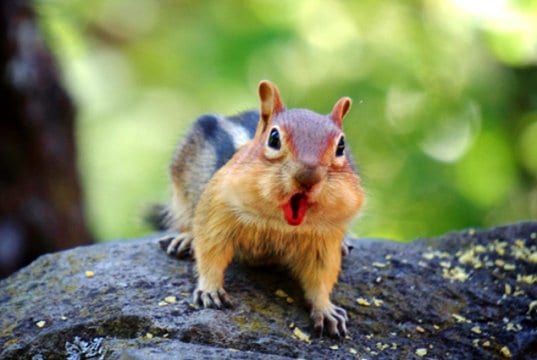 Go WILD for a while — be a Chipmunk, baby!Photo by: Ninahttps://creativecommons.org/licenses/by/2.0/