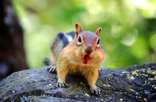 Go WILD for a while — be a Chipmunk, baby!Photo by: Ninahttps://creativecommons.org/licenses/by/2.0/
