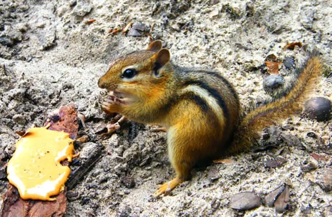 Chipmunk eating fruit Photo by: Chris Booth https://creativecommons.org/licenses/by/2.0/ 