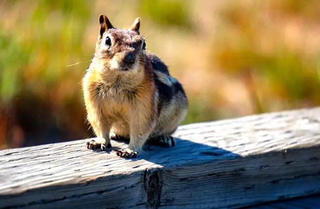 Cheeky Chipmunk on the back fence Photo by: Stefan Serena, Public Domain https://creativecommons.org/licenses/by/2.0/ 