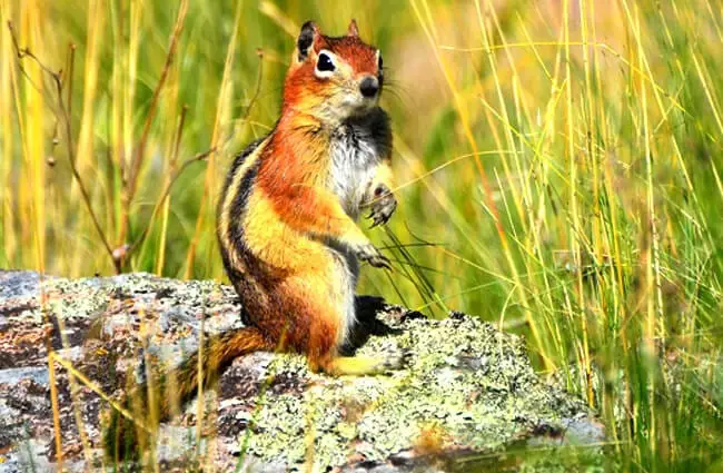 Chipmunk on a rock Photo by: Larry Lamsa https://creativecommons.org/licenses/by/2.0/ 
