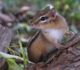 Portrait Of An Eastern Chipmunk Photo By: Gilles Gonthier Https://Creativecommons.org/Licenses/By/2.0/ 