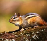 Cute Chipmunk On A Tree Branch Photo By: Naturesfan Https://Creativecommons.org/Licenses/By/2.0/ 