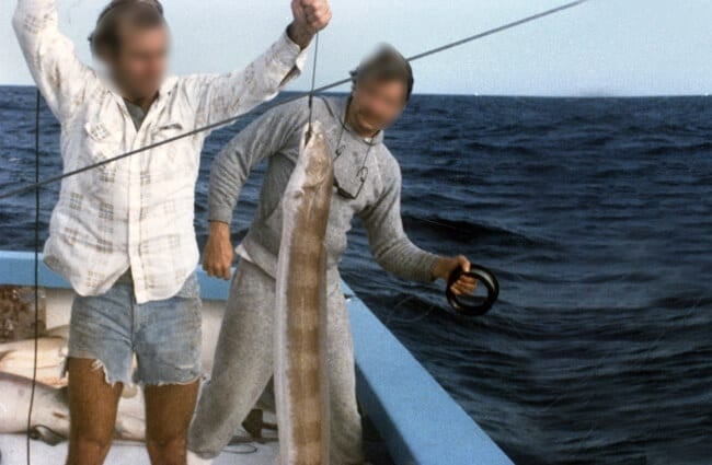 Conger Eel caught near Cosgrove off Key West Photo by: Florida Keys--Public Libraries https://creativecommons.org/licenses/by-sa/2.0/ 