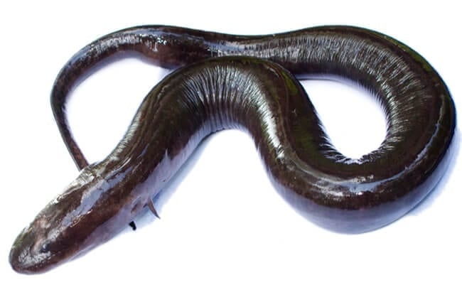 Conger Eel Photo by: Brian Gratwicke https://creativecommons.org/licenses/by-sa/2.0/ 