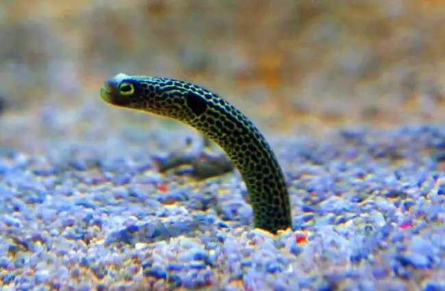 A Garden Eel, or Conger、Photo by: (c) anky10 www.fotosearch.com