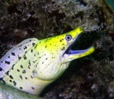 Beautiful Conger Eel Springing After Prey Photo By: (C) Chiy Www.fotosearch.com