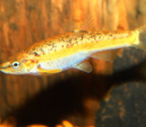 Male Blacknose Dace In Breeding Colors Photo By: Brian Gratwicke Https://Creativecommons.org/Licenses/By/2.0/ 