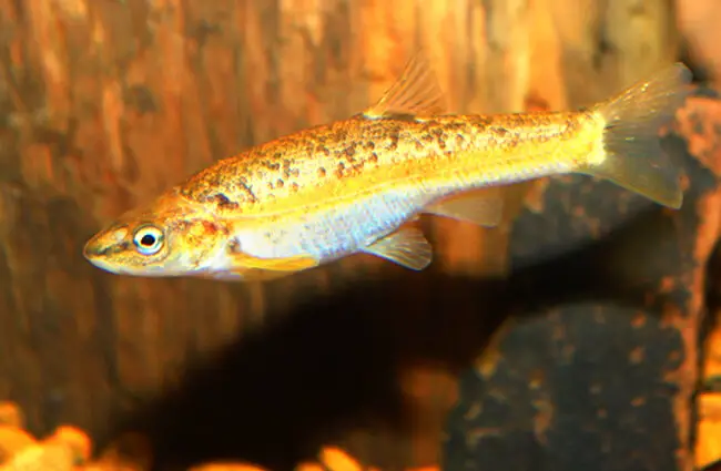 Male Blacknose Dace in breeding colors Photo by: Brian Gratwicke https://creativecommons.org/licenses/by/2.0/ 