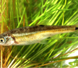 Moapa Dace Is A Small Fish Commonly Found In Nevada’s Muddy River. Photo By: Pacific Southwest Region Usfws Https://Creativecommons.org/Licenses/By/2.0/ 