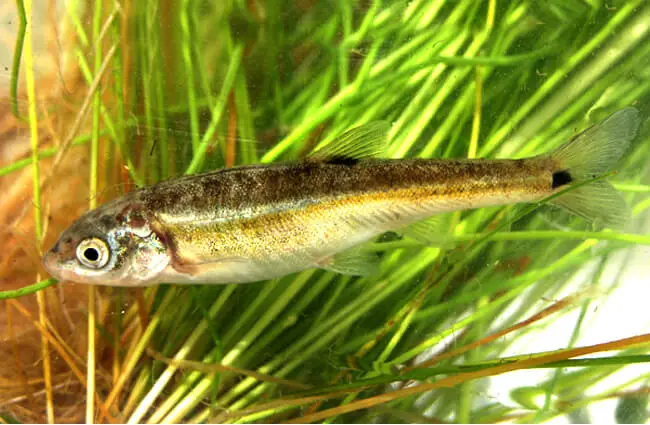 Moapa Dace is a small fish commonly found in Nevada’s Muddy River. Photo by: Pacific Southwest Region USFWS https://creativecommons.org/licenses/by/2.0/ 
