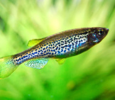 Leopard Danio Photo By: Carolineccb Https://Creativecommons.org/Licenses/By/2.0/ 
