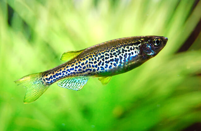 Leopard Danio Photo by: carolineCCB https://creativecommons.org/licenses/by/2.0/ 