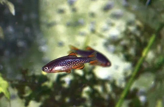 Celestial Pearl Danios, a nano fish, at just 3/4&quot; Photo by: CheepShot https://creativecommons.org/licenses/by/2.0/ 