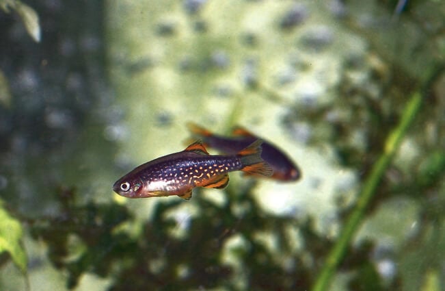 Celestial Pearl Danios, a nano fish, at just 3/4&quot; Photo by: CheepShot https://creativecommons.org/licenses/by/2.0/ 