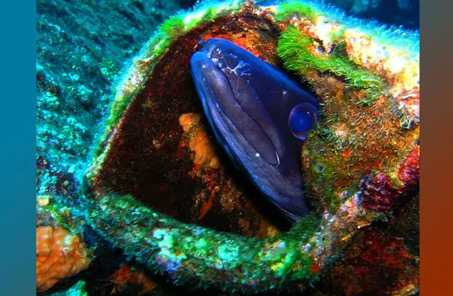 Конгеровый угорь Фото: Martin Str https://pixabay.com/photos/congeraal-diving-underwater-eel-230018/