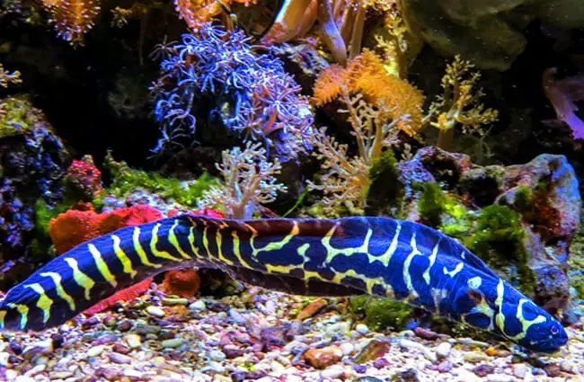 Eel Description Habitat Image Diet And Interesting Facts