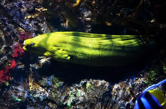Yellow Moray Eel Photo by: Stephen Case https://pixabay.com/photos/moray-eel-reef-fish-sea-ocean-2140707/ 