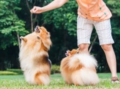 dog with treat by: Fotosearch.com
