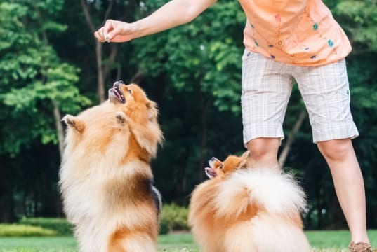 dog with treat by: Fotosearch.com