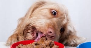 dog eating by: fotosearch.com