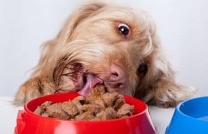dog eating by: fotosearch.com