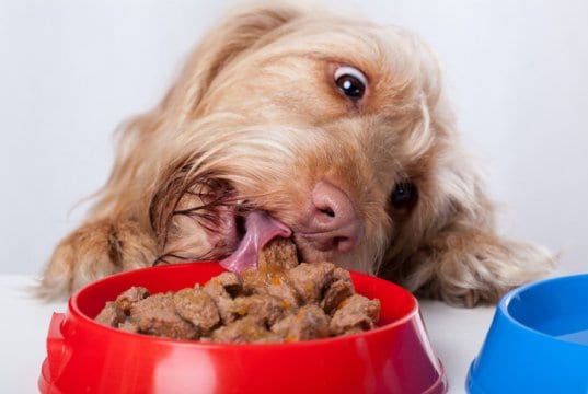 dog eating by: fotosearch.com