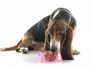 senior dog eating by: fotosearch