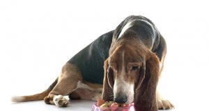 senior dog eating by: fotosearch
