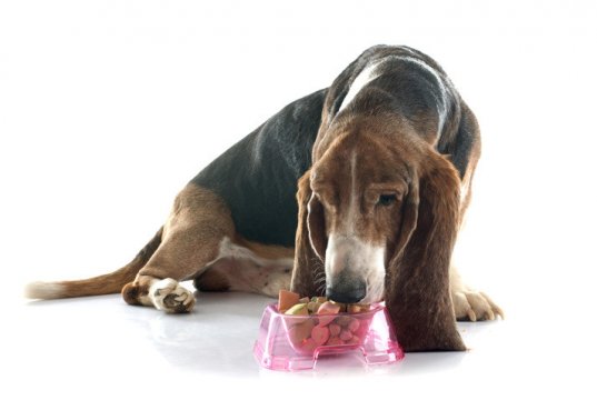 senior dog eating by: fotosearch